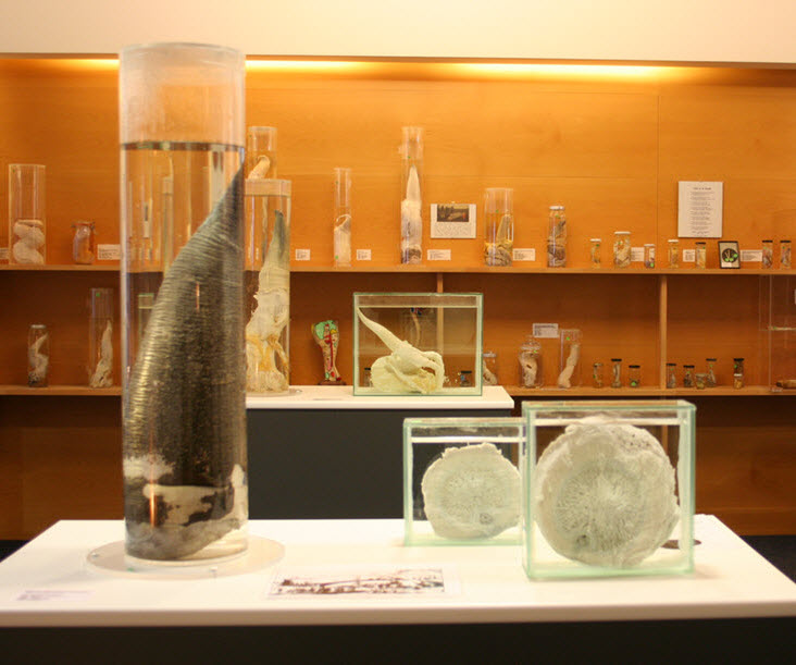 Icelandic-Phallological-Museum